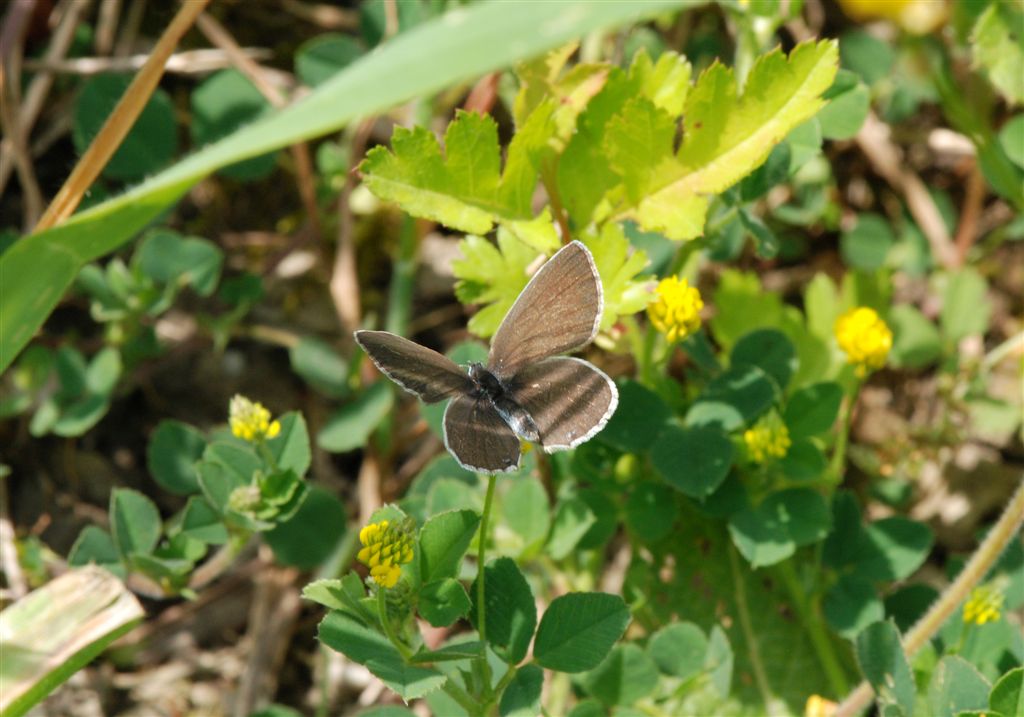 Cupido minimus?